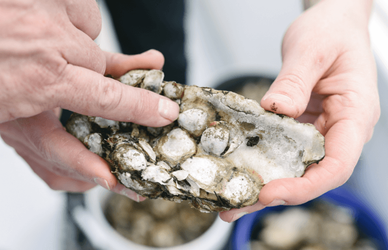 Baby-oysters-ready-to-grow-in-Baltimores-Inner-Harbor.png
