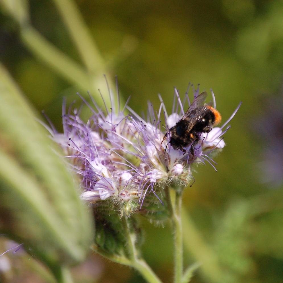 Bee on flower - pollinators biodiversity