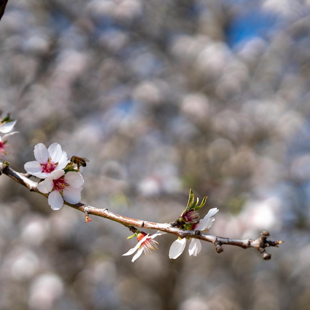 A bee on a blossom at the 500-acre plot used for the Kind Almonds Acres Initiative in Fresno, California.