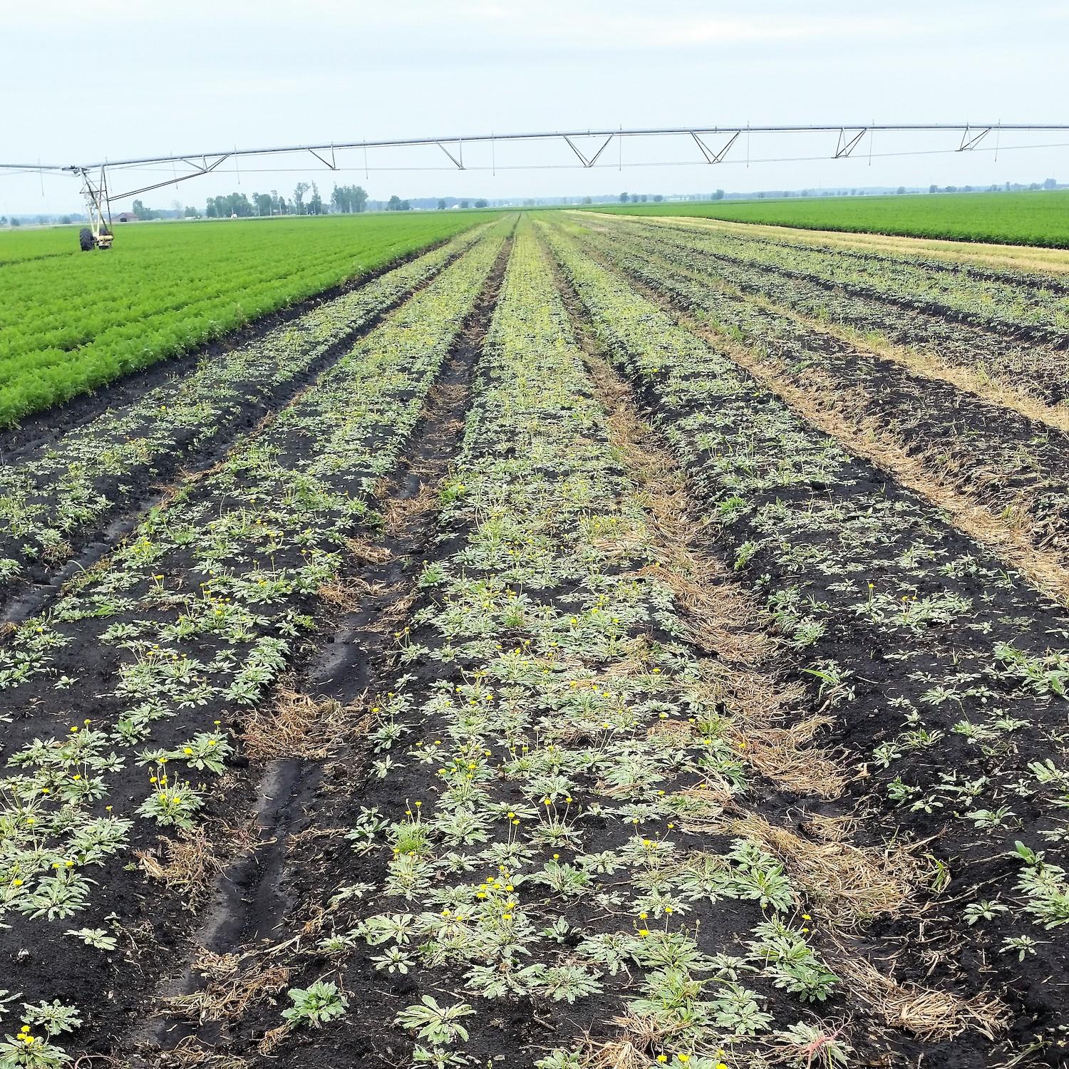 Bioeconomy - farm growing dandelions for rubber