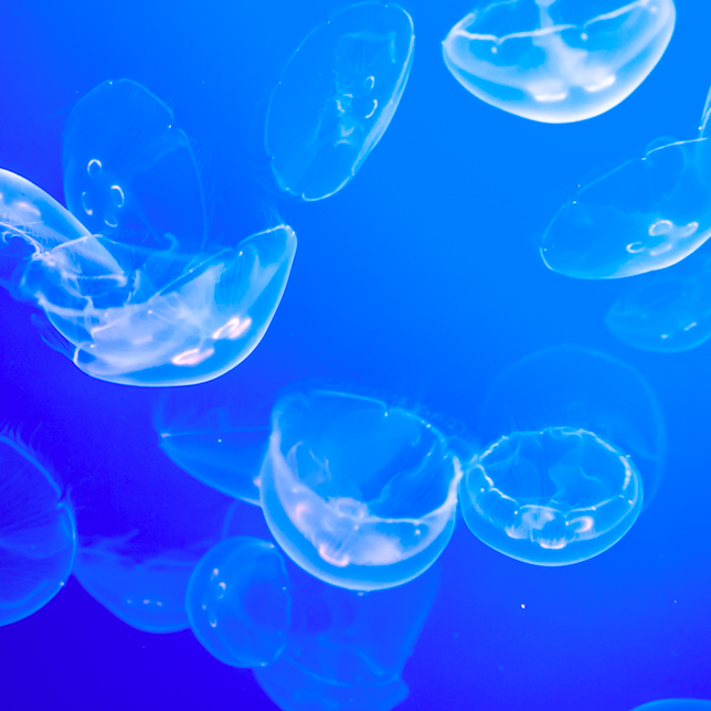 Biomimicry