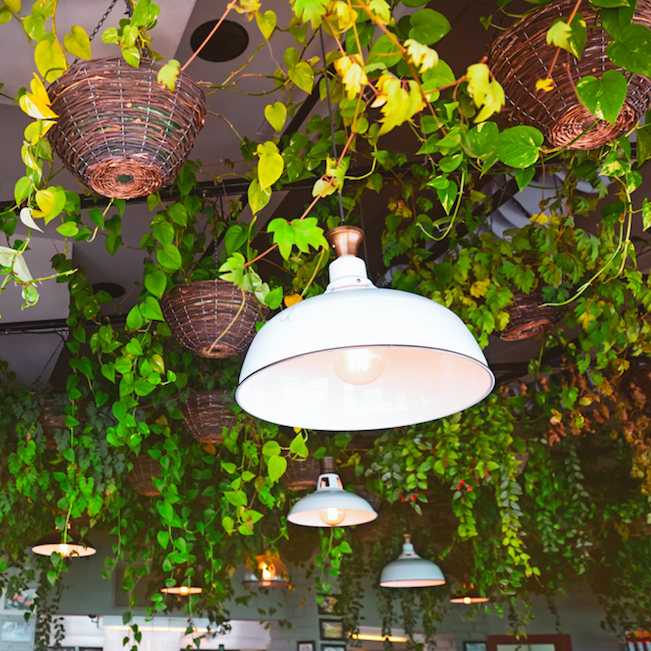Biophilic Design