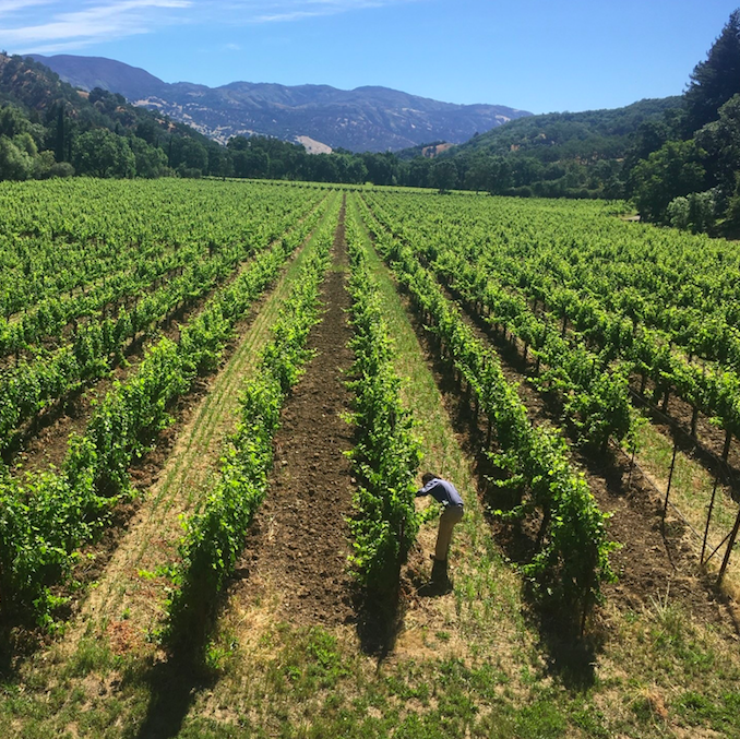 Regenerative Farming