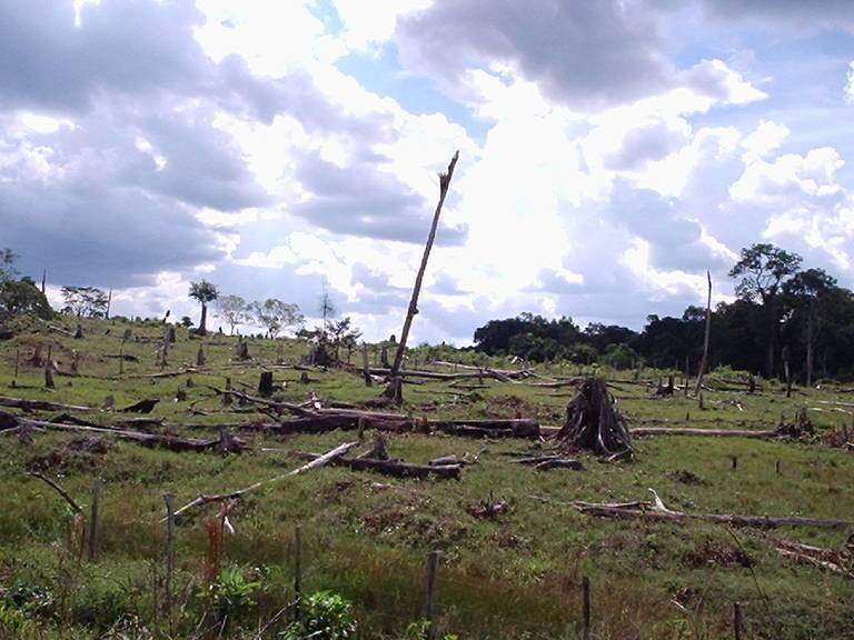 Brazil_deforestation_DanieleGidicki.jpg Brazil_deforestation_DanieleGidicki.jpg