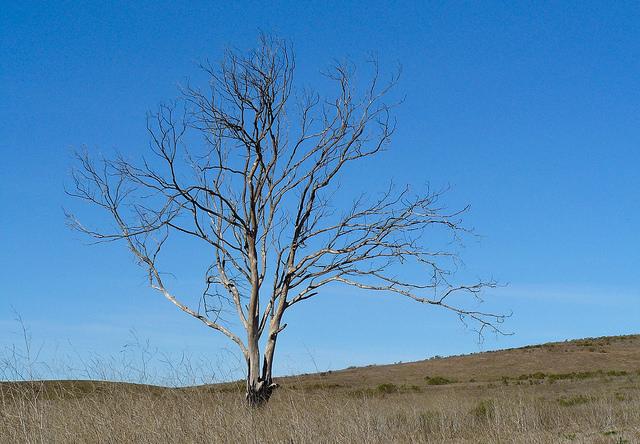 California-Drought.jpg