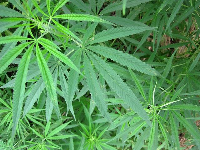 California-could-legalize-pot-this-fall.jpg