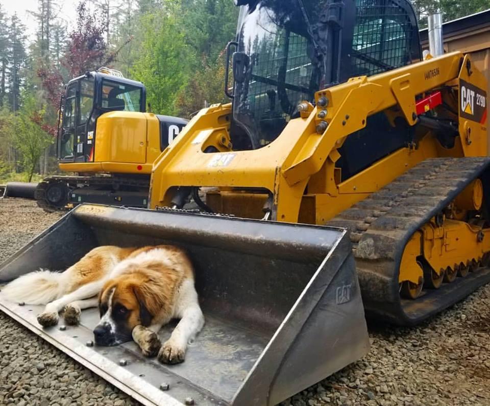 Caterpillar.jpg Caterpillar.jpg