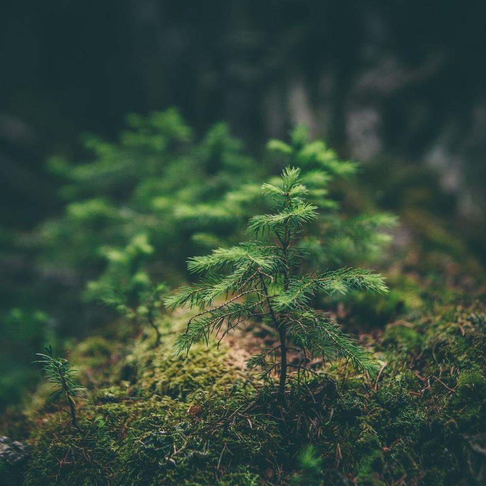 Certified Sustainable Forests