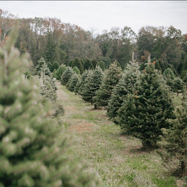 A Christmas tree farm. 