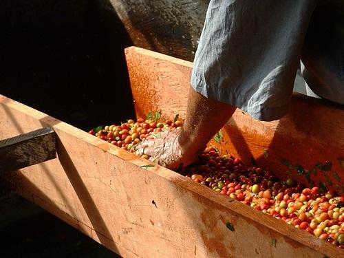 Coffee-processing.jpg