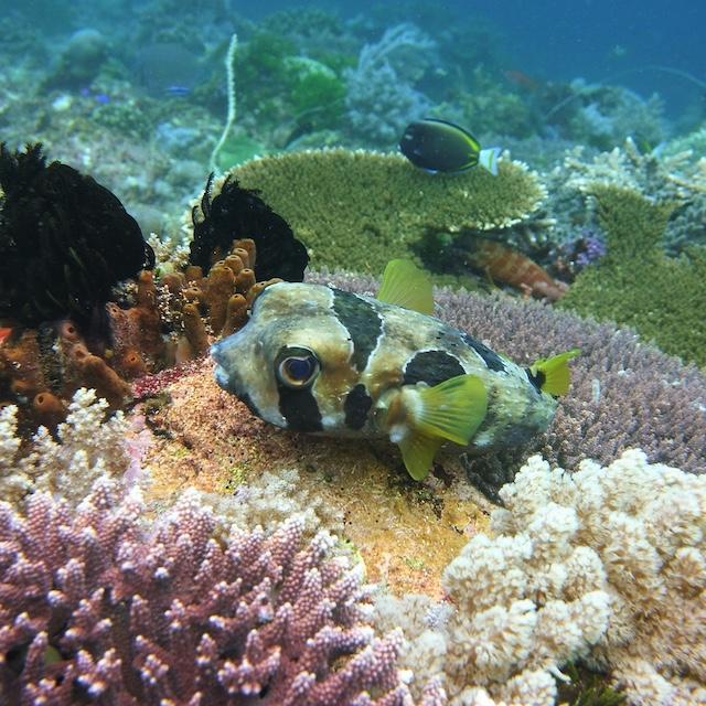 A fish among other marine life in the Coral Triangle. 