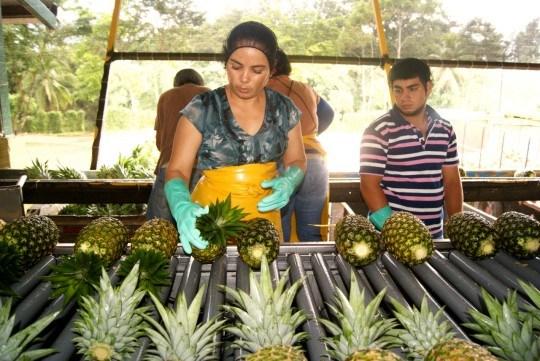 Costa-Ricas-pineapple-industry-is-about-to-get-a-sustainable-makeover.jpeg