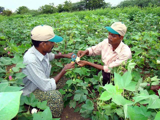 Cotton-farmers-inspecting-their-crop-in-India.jpg