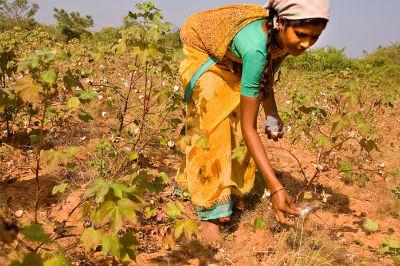 Cotton_picking_in_India.jpg