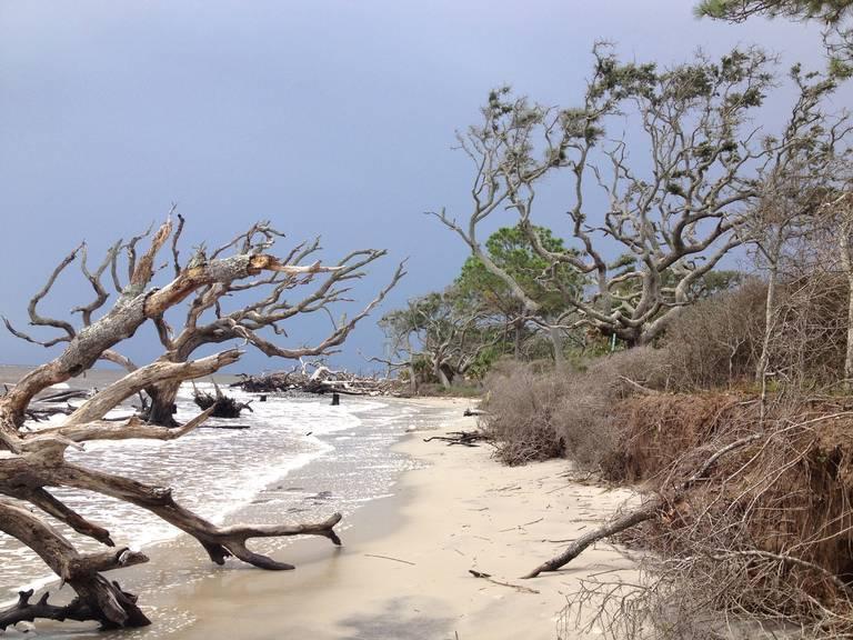 Dead-trees-along-Jekyll-Island-Georgia.jpeg