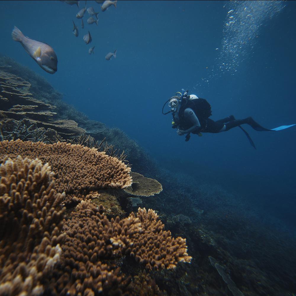 Dr. Foster dives near Abrolhos Islands in Western Australia