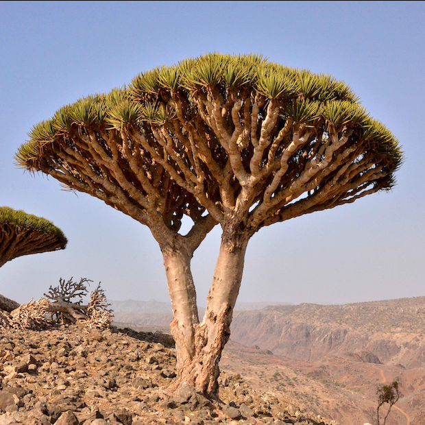 Dragons blood trees Yemen