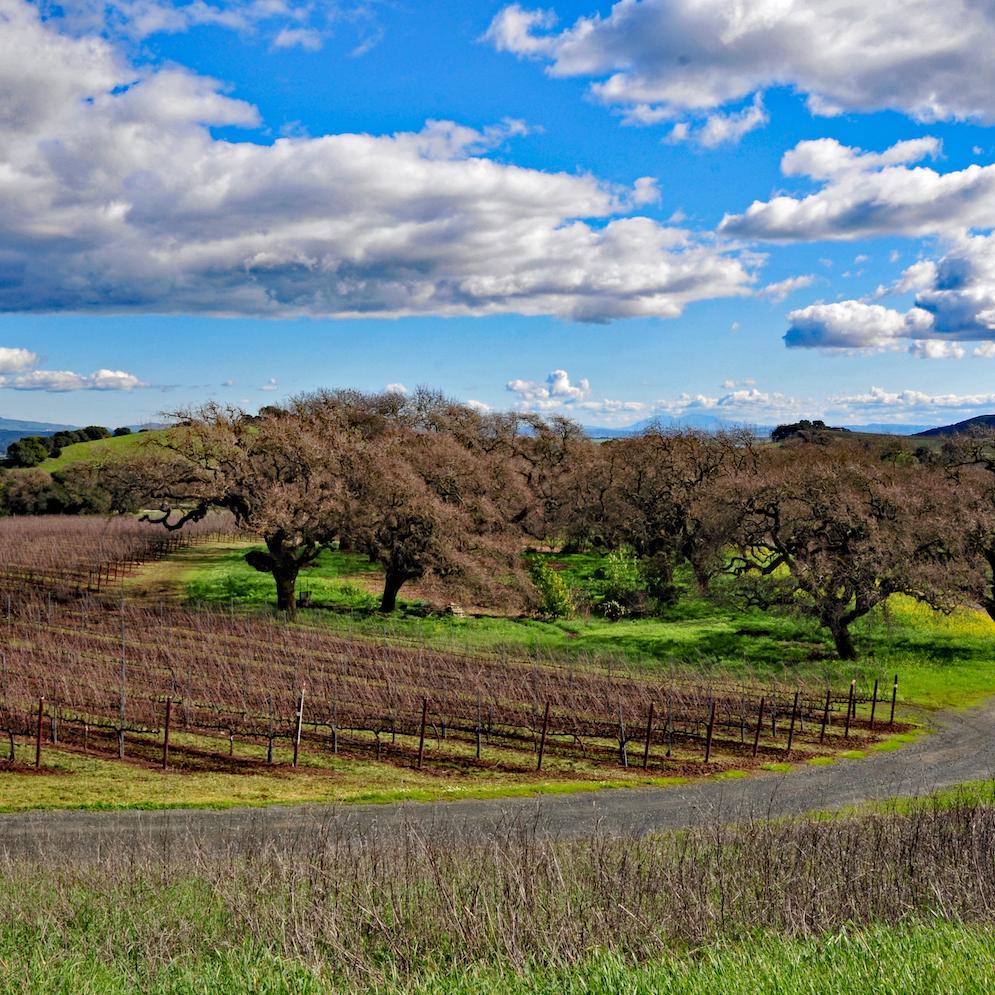 Grace Benoist Ranch Vineyard vineyard in california napa valley with blue sky and clouds - wine and climate change
