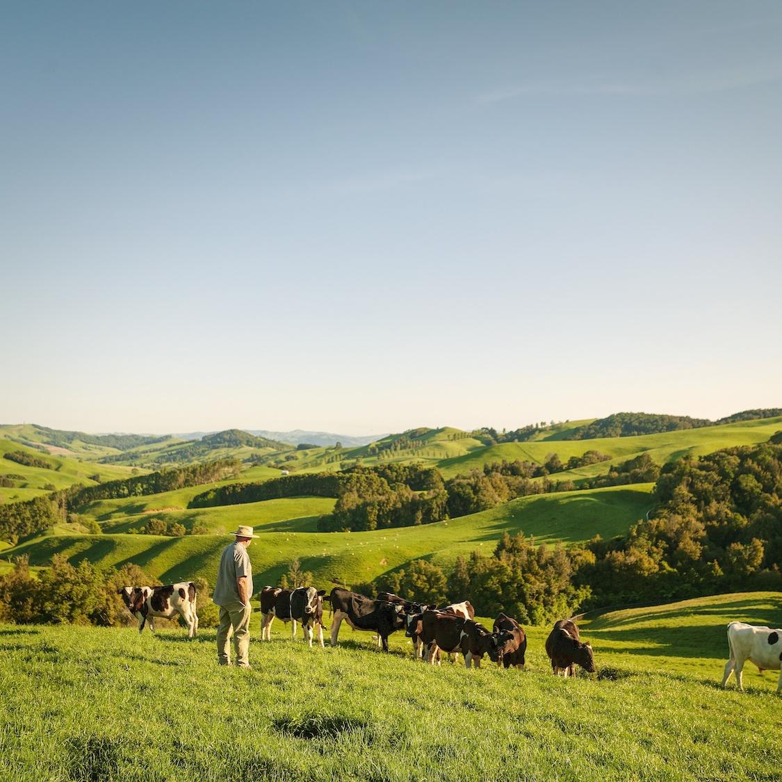 Farmer looks as cows graze in the pasture in New Zealand with green hills and blue sky in the background - animal welfare