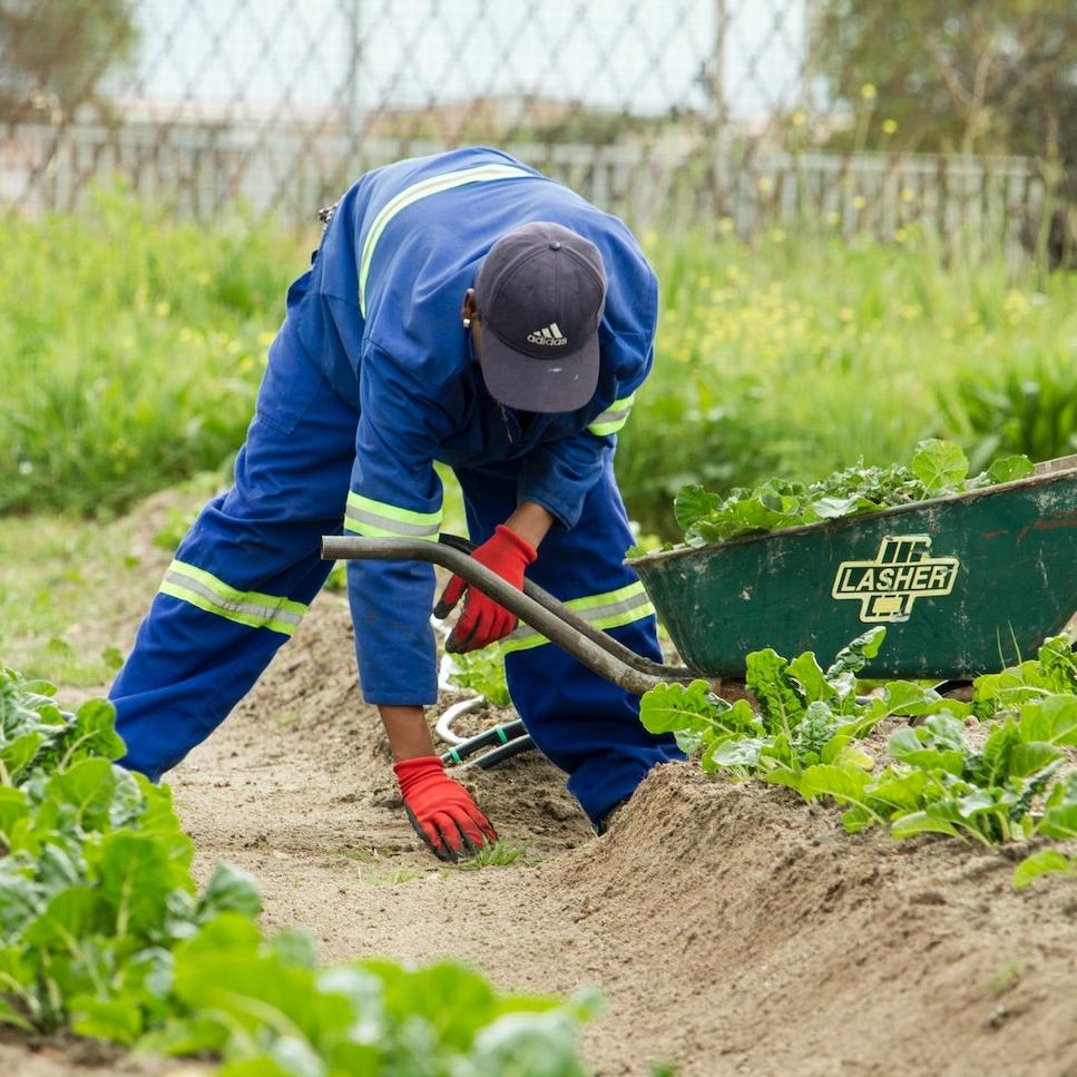 farmworkers essential workers