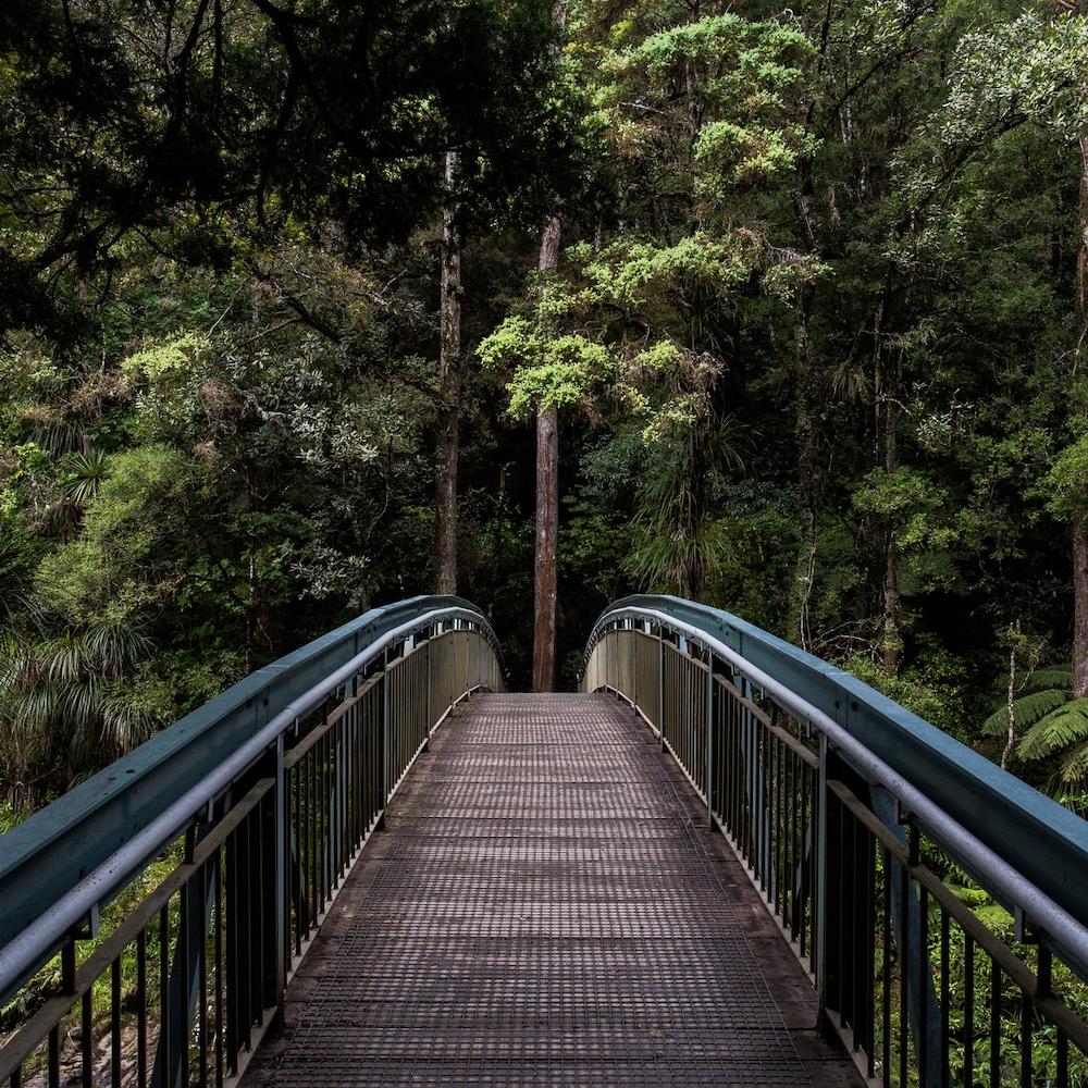 Forest - Nature - Sustainability - Net Zero