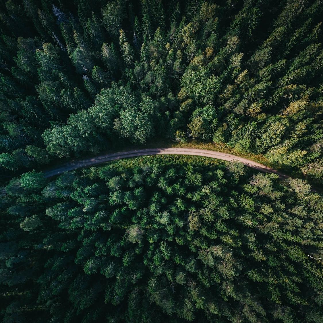 Forests and Climate Action