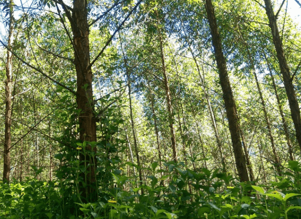 Forests-are-the-earths-lungs-and-the-Bonn-Challenge-seeks-to-increase-their-capacity.png