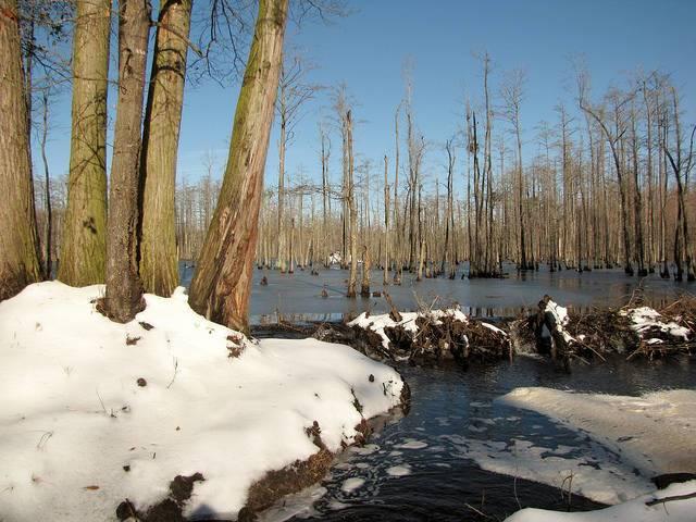 Forests-like-this-one-bordering-Robeson-and-Cumberland-counties-in-North-Carolina-will-benefit-from-a-new-sustainable-forestry-program.jpg