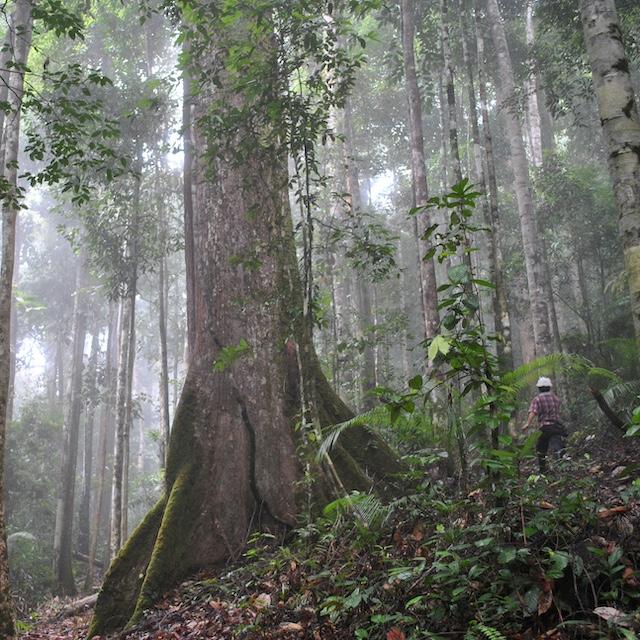A person stands next to a large tree in a tropical forest  — carbon markets