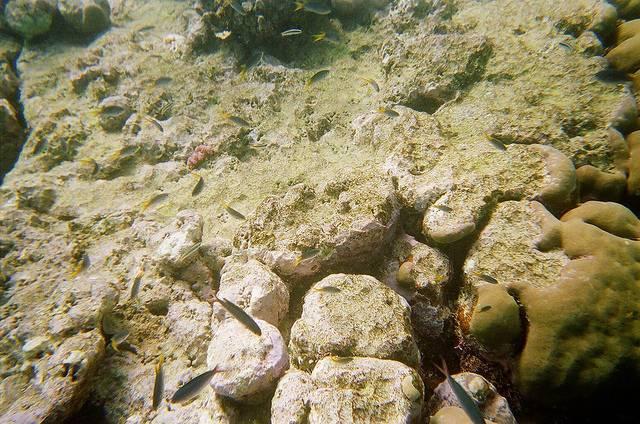 Great_Barrier_Reef_bleached_JorgeLascar.jpg