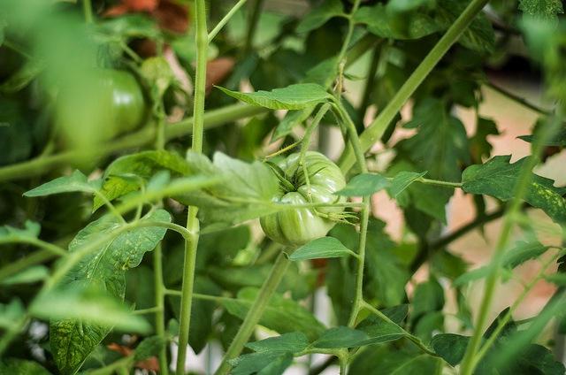 Green-tomatoes.jpg