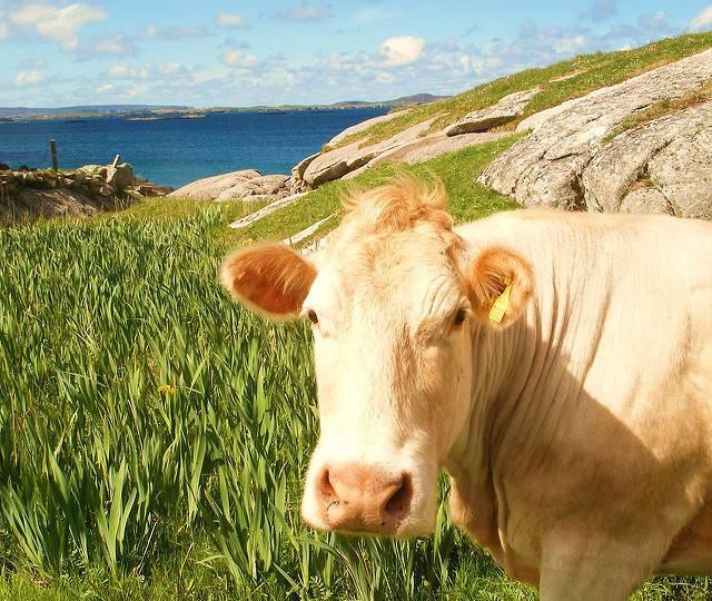 Happy-Cow.jpg Happy-Cow.jpg