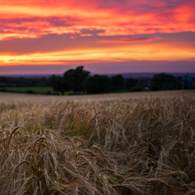 IPCC Report