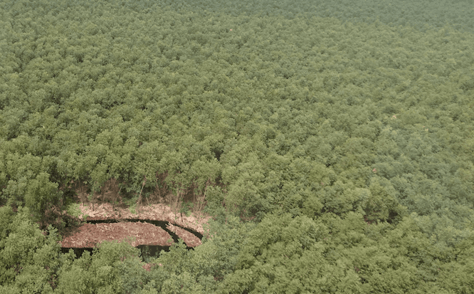 Indonesia-Forest.png Indonesia-Forest.png