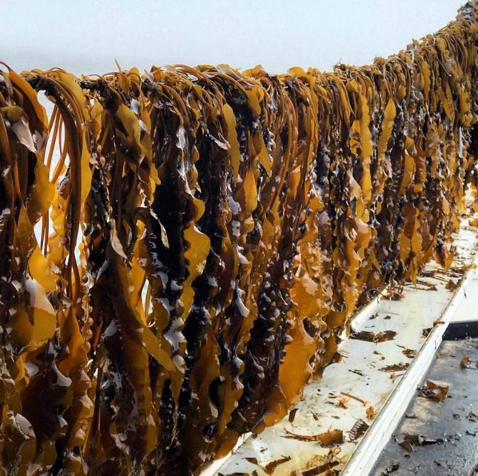 Kelp