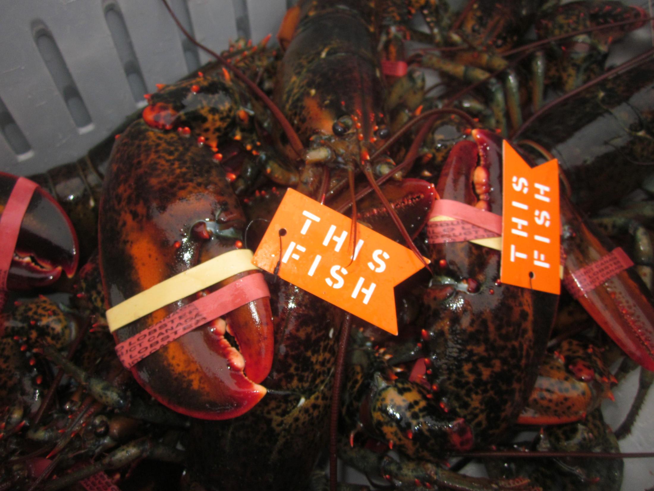 Lobster_Tagged_5_1.jpg