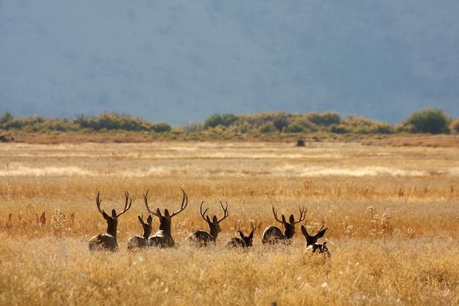 Malheur-National-Wildlife-Refuge-.jpg