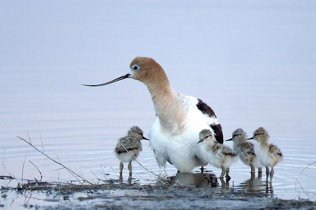 Malheur-National-Wildlife-Refuge.jpg