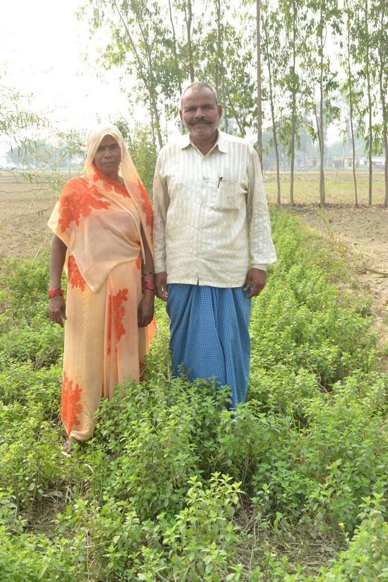 Mars_mint_growers_vertical_India.jpg