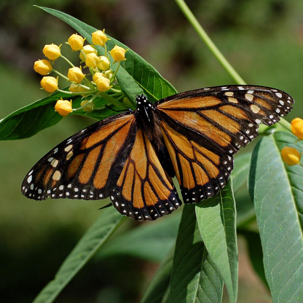 Monarch Butterfly