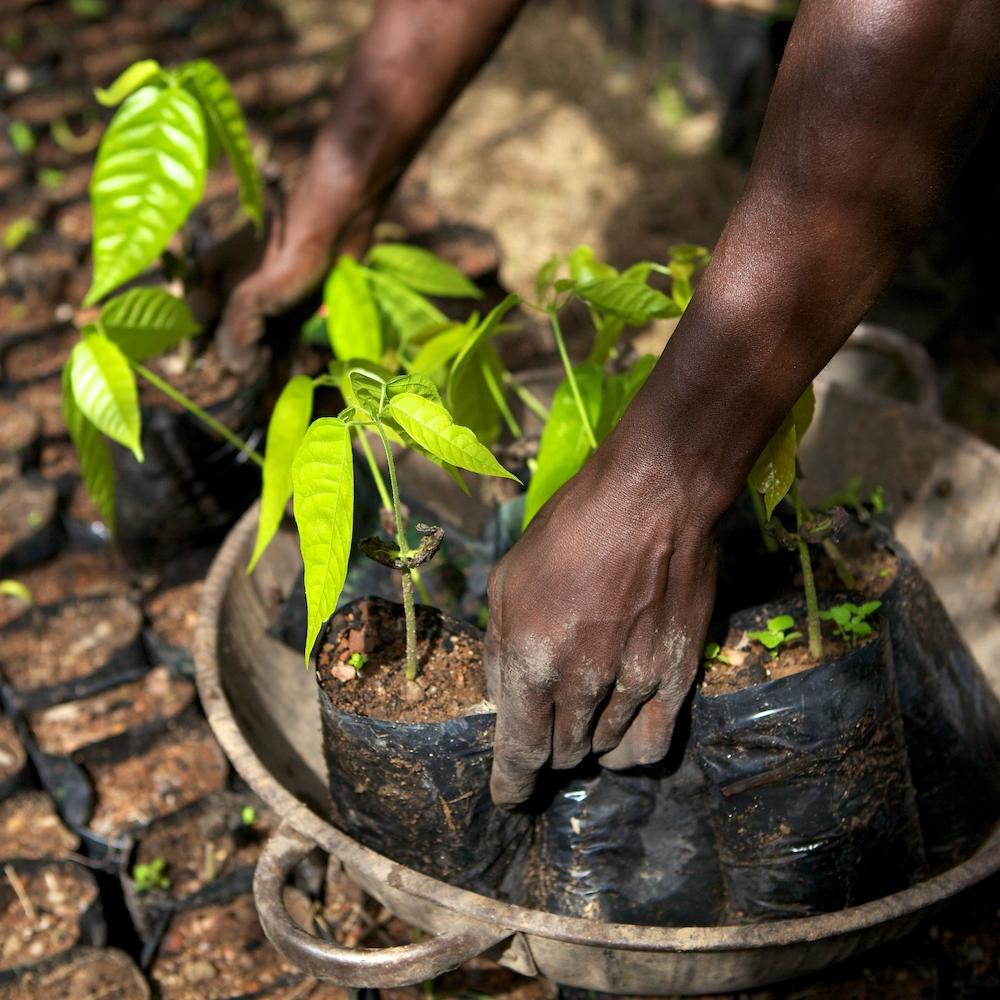 Mondelez Net Zero Value Chain - Cocoa Farming