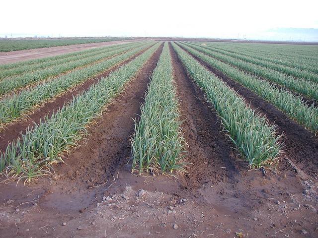 Monsanto_drip_irrigation_worldwaterweek.jpg Monsanto_drip_irrigation_worldwaterweek.jpg