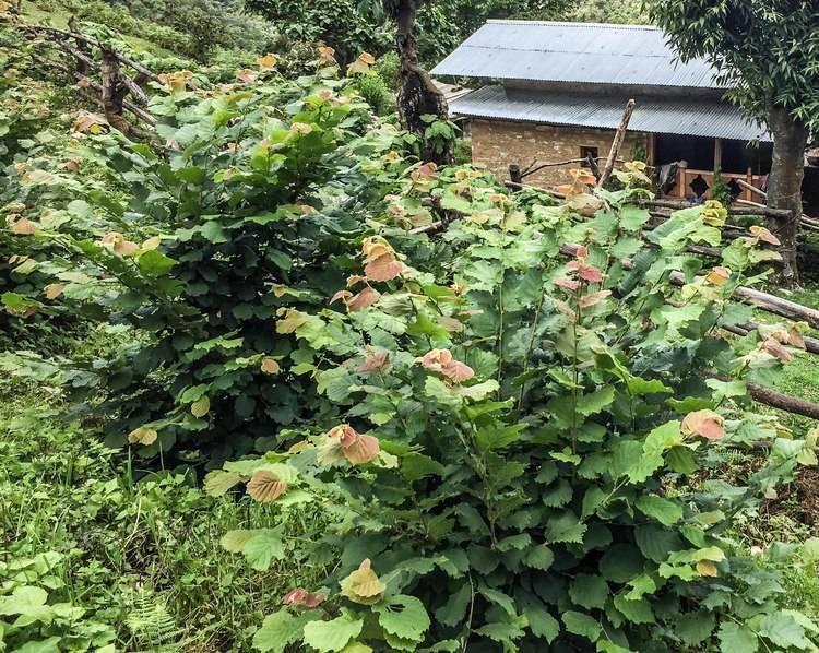 Mountain-Nuts-of-Bhutan.jpeg