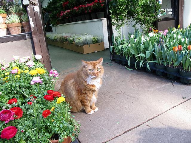 New-York-City-Chelsea-Flower-District.jpg