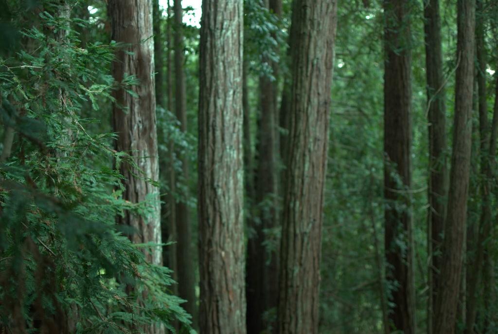 NorCal-Forest.jpg