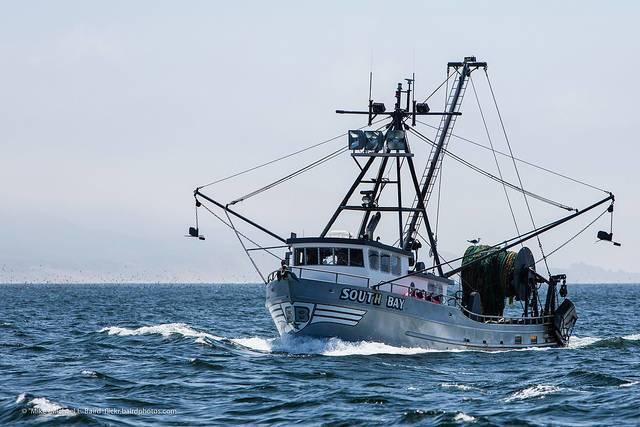 Ocean_solutions_accelerator_MikeBaird.jpg