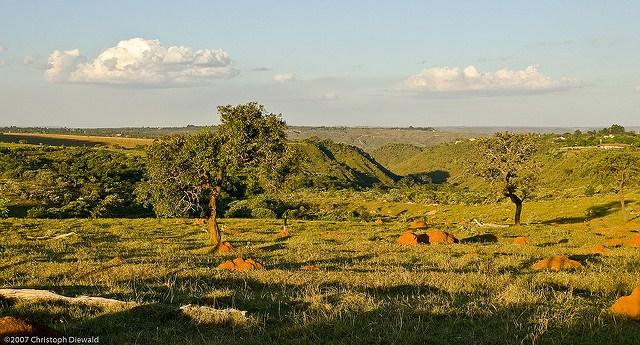 Once-densely-forested-trees-in-Brazils-cerrado-have-often-been-replaced-with-soy.jpg