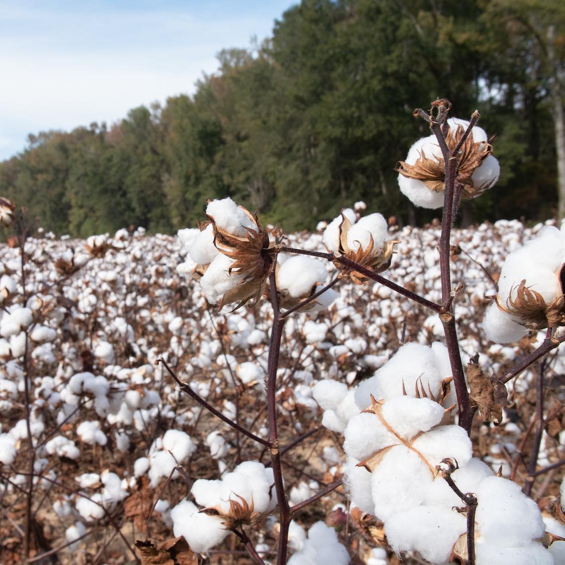 cotton farm