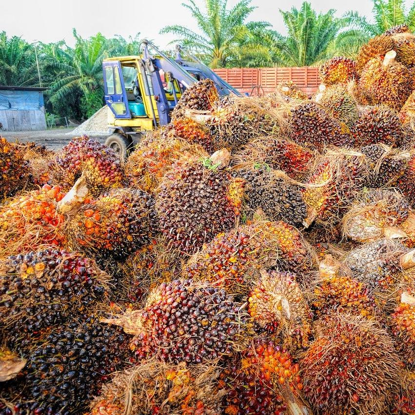 palm oil