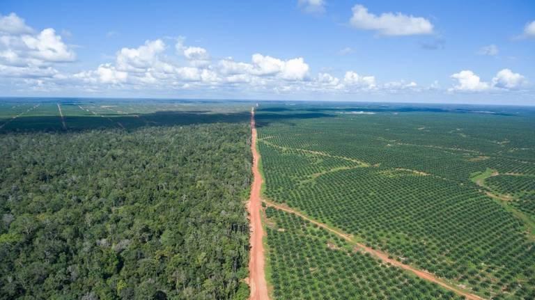 POSCO-Daewoos-palm-oil-concession-in-Papua-Indonesia.jpg